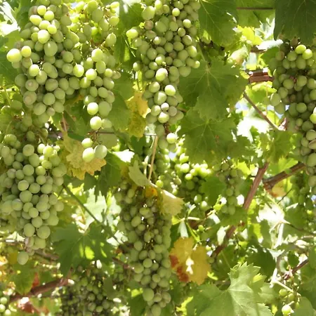 Nocleg ze śniadaniem Casa Olivar 4*